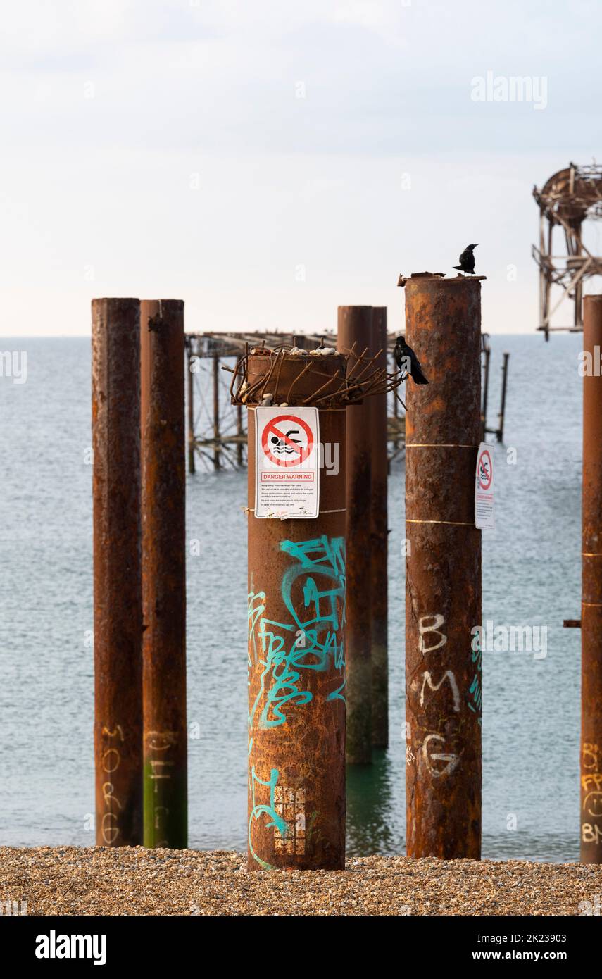 Aas-Krähen sitzen auf alten rostigen, verrosteten Säulen am West Pier mit Schwimmgefährdungsschildern in Brighton, Sussex, England, Großbritannien Stockfoto