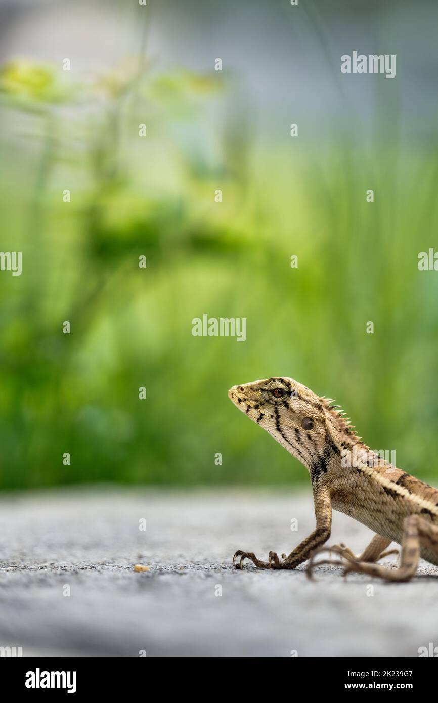 Braunkopf-Echsenchamäleon in Thailand schaut in die Linse. Rotkopfechse. Stockfoto