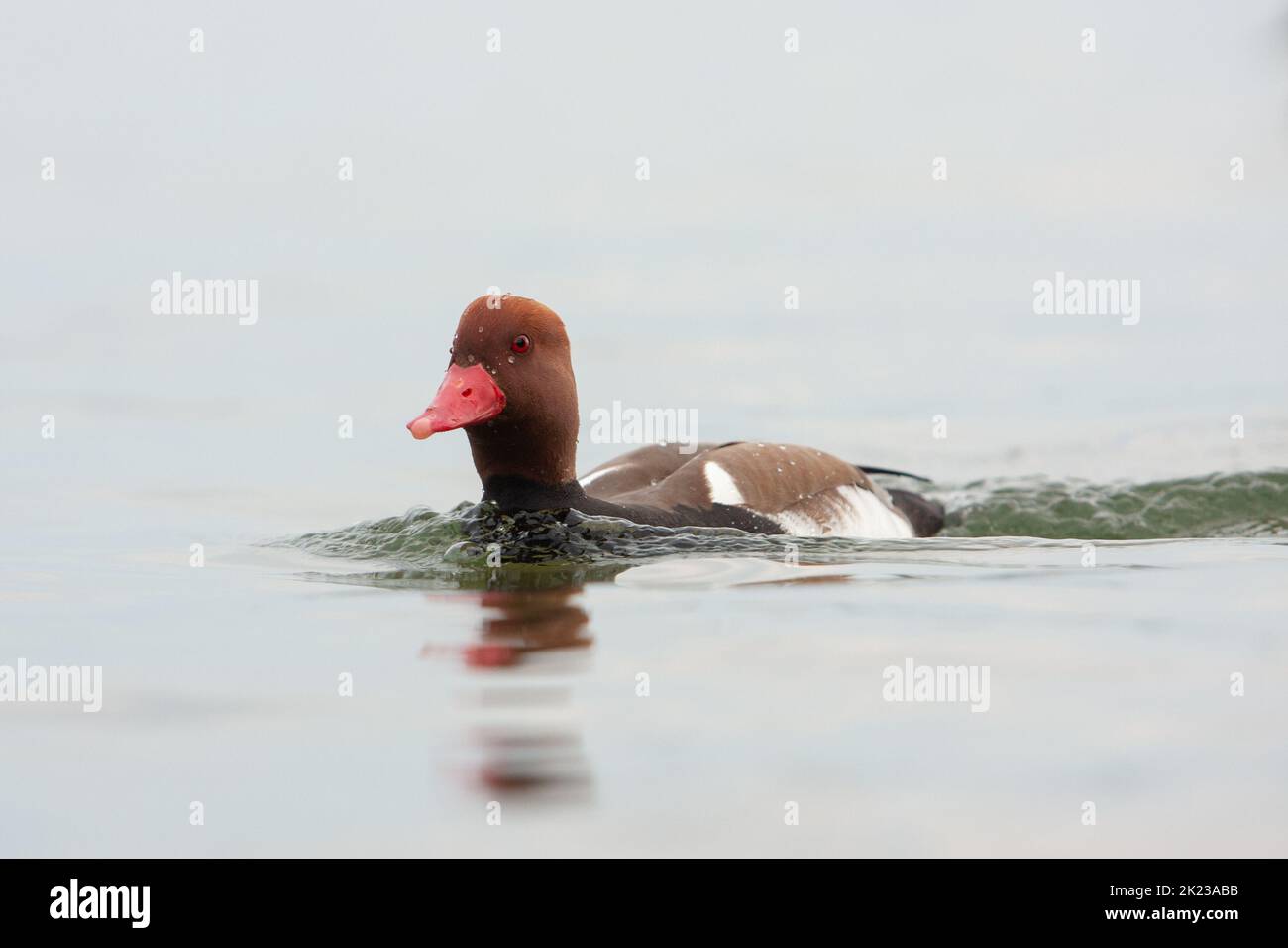 Rote Haubentopfe, Deutschland Natur Stockfoto