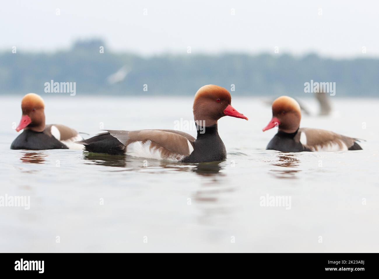 Rote Haubentopfe, Deutschland Natur Stockfoto