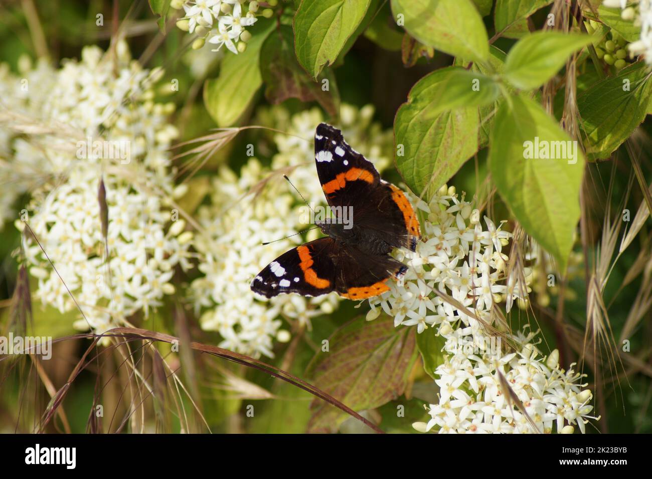 Eine Schmetterlingsadmiral Vanessa atalanta, Syn. Pyrameis atalanta sitzt auf einer weißen Blume im Garten Stockfoto