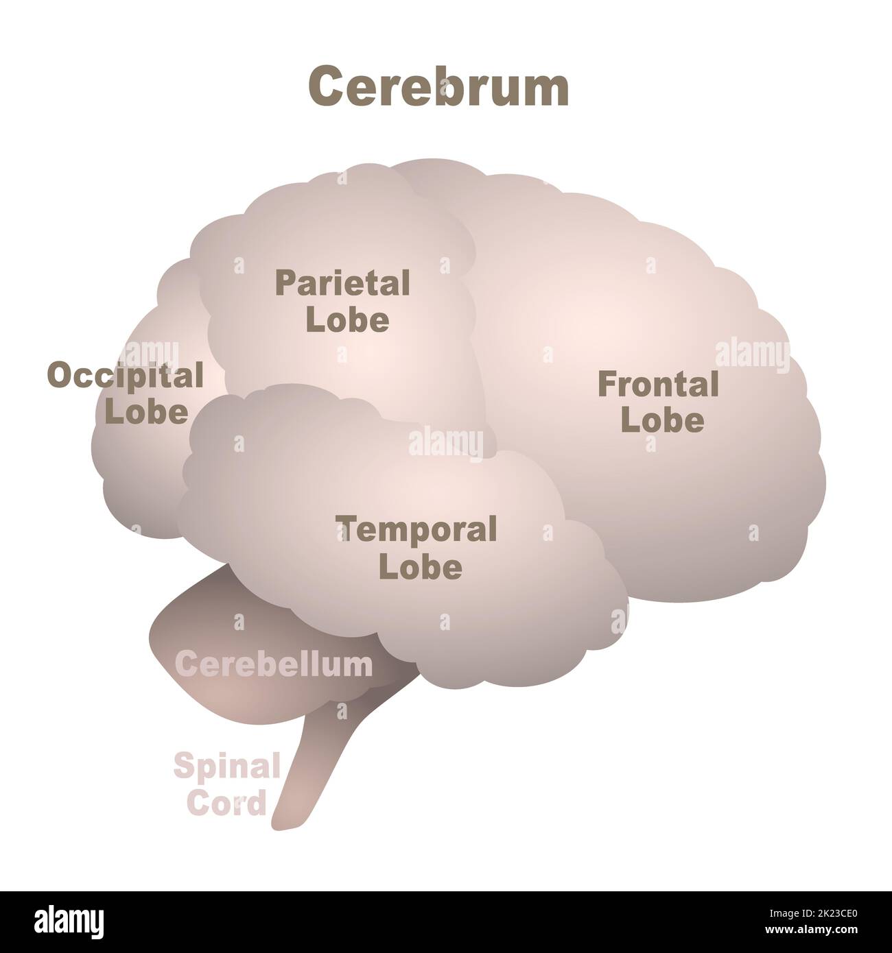 Hirnlappen-Karte, Großhirn mit frontalem, parietalem, okzipitalem und temporalem Lappen sowie Zerebellum und Rückenmark, anatomische Regionen des menschlichen Gehirns. Stockfoto