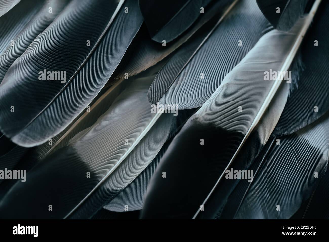 Schöne schwarz-weiße Farbe dunkel moderne Vogelfedern nahtlose abstrakte Linien Muster Textur Design natürlichen Hintergrund Bild Konzept. Stockfoto