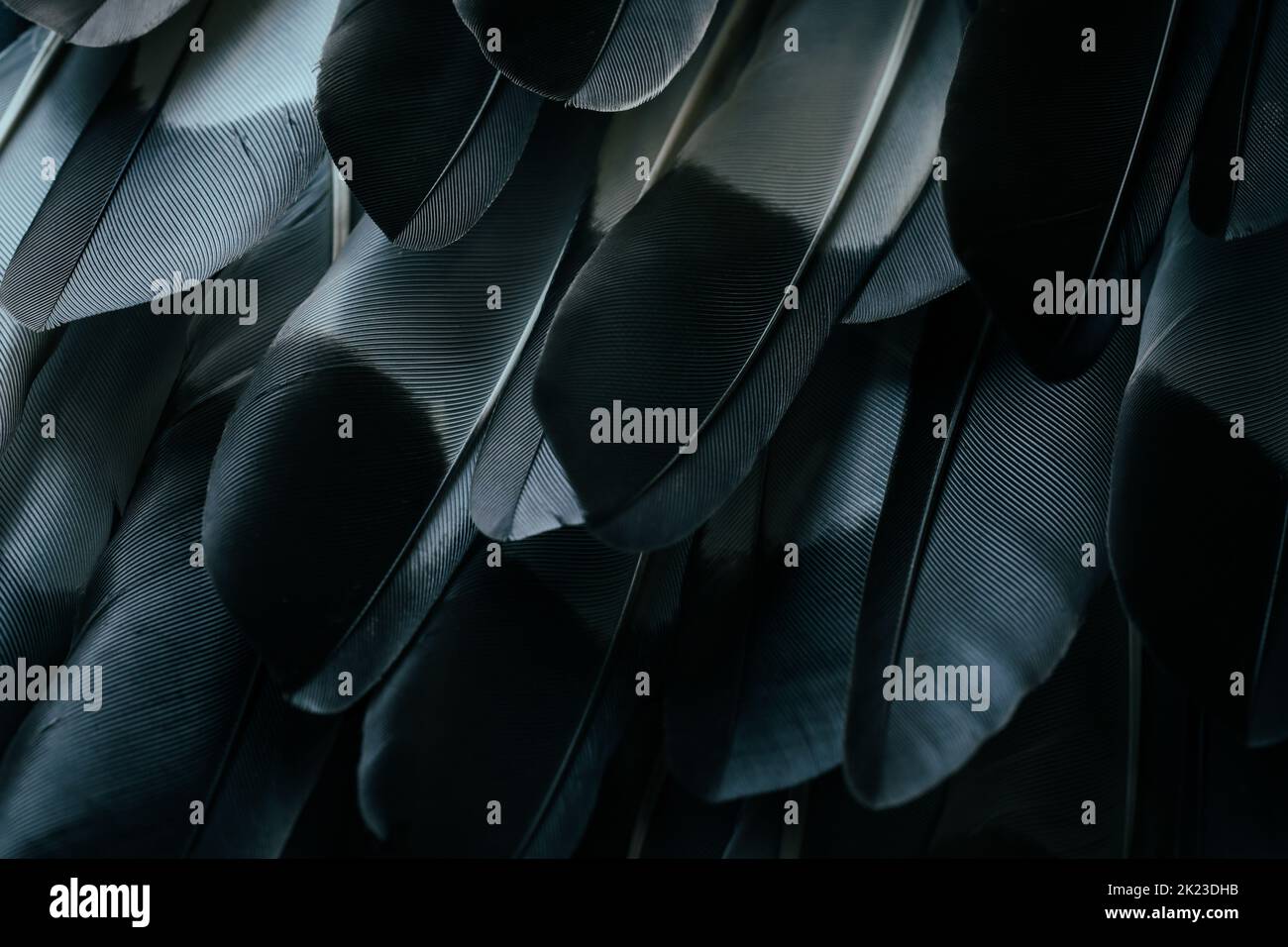 Schöne schwarz-weiße Farbe dunkel moderne Vogelfedern nahtlose abstrakte Linien Muster Textur Design natürlichen Hintergrund Bild Konzept. Stockfoto