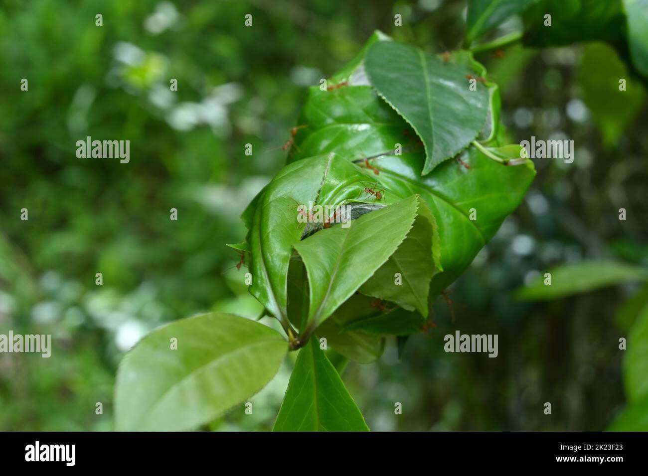Wenige Weberameisen oder grüne Ameisen starren neugierig auf die Kamera, während sie auf einem Weberameisen-Nest auf einer Symplocos cochinchinensis-Pflanze sitzen. Stockfoto