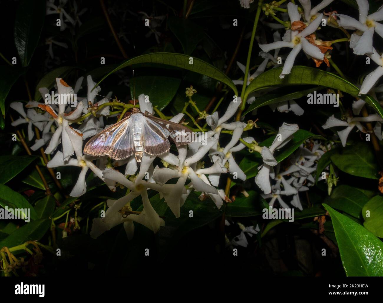 Invasive Art Box Tree Moth (Cydalima perspectalis), die nachts von Stern-Jasminblüten (Trachelospermum Jasminoides) ernährt, West Yorkshire, England Stockfoto