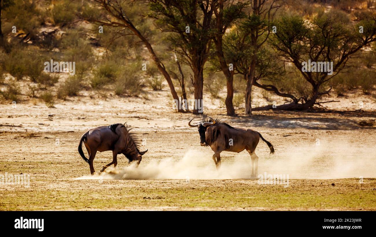 Zwei Blaue Wildnis herausfordernde Kratzsand in Kgalagadi Transfrontier Park, Südafrika ; specie Connochaetes taurinus Familie von Bovidae Stockfoto