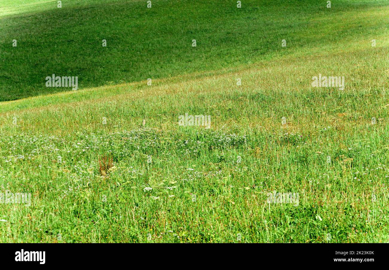 Eine grüne Bergwiese mit einer Weite von frischem, grünem Gras, eine unwiderstehliche Attraktion für Kühe Stockfoto