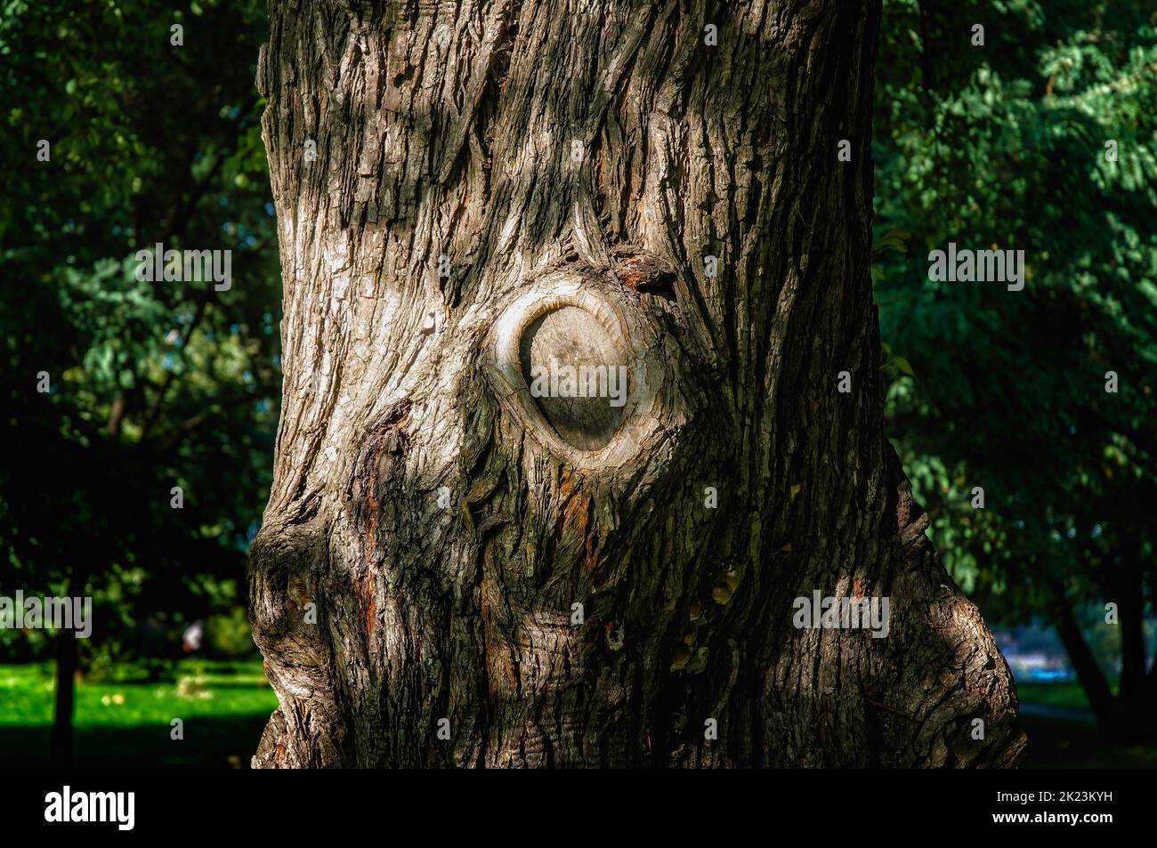 Detail auf der Rinde einer großen alten Pappel, mit grünen Flechten Stockfoto