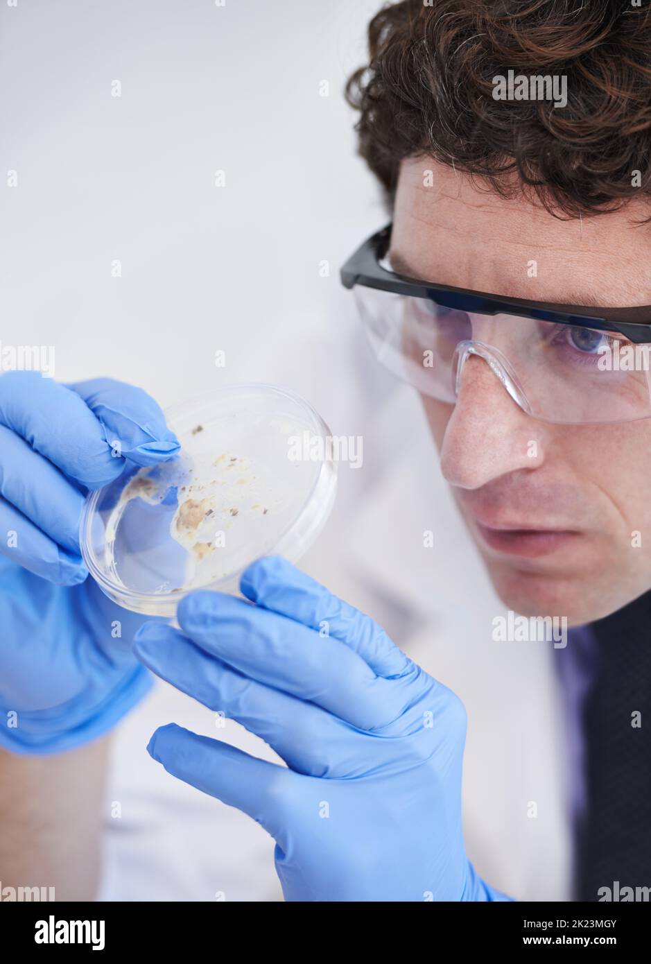 Ein Experiment läuft. Eine ausgeschnittene Aufnahme eines Wissenschaftlers, der den Inhalt einer Petrischale untersucht. Stockfoto