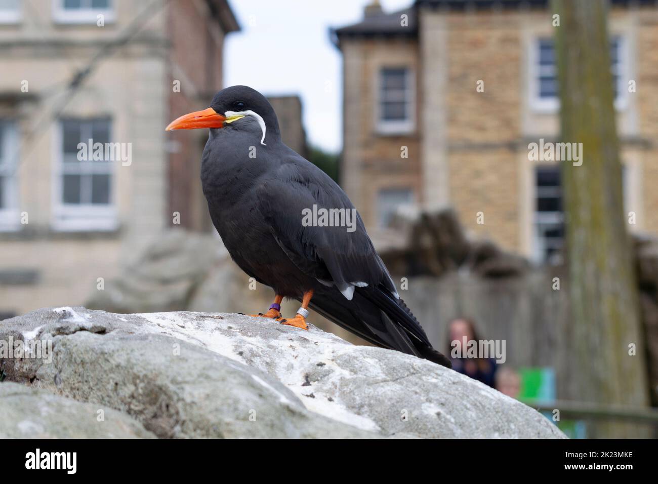 Inka-Tern auf einem Felsen im Zoo von Bristol. Stockfoto