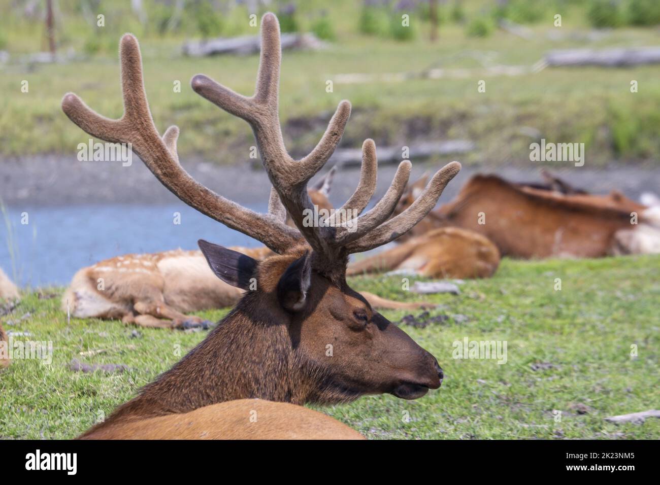 Eine Herde des Katmai National Park, Katmai Peninsula, Alaska Stockfoto