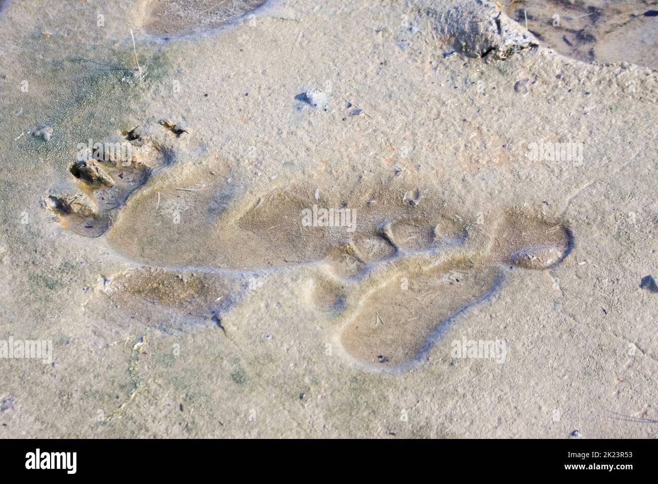 Fußabdruck eines Grizzly-Bären alias Brown Bear (Ursus arctos), der im abgelegen Katmai National Park posiert und von einem geführten Wildnisbären im Katmai National Park betrachtet wird Stockfoto