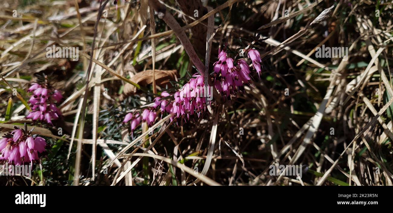 Die schöne Heidekraut Blume Stockfoto