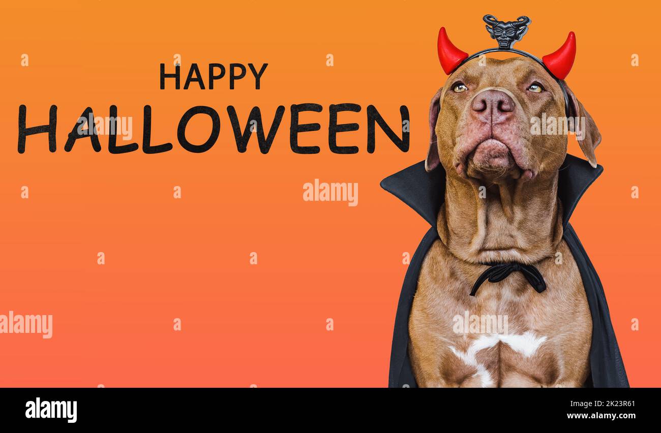 Charmantes, liebenswerter brauner Hund und Graf Dracula Kostüm Stockfoto