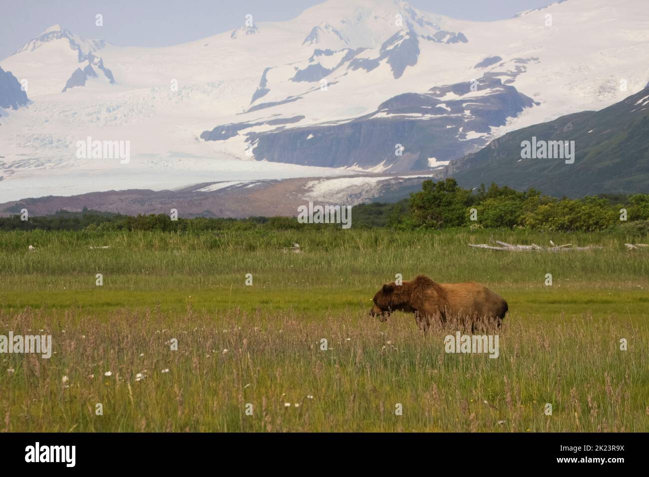 Grizzly Bear alias Brown Bear (Ursus arctos) posiert im entlegen Katmai National Park Geführte Wildnisbären beim Betrachten im Katmai National Park, Alaska. Braun Stockfoto