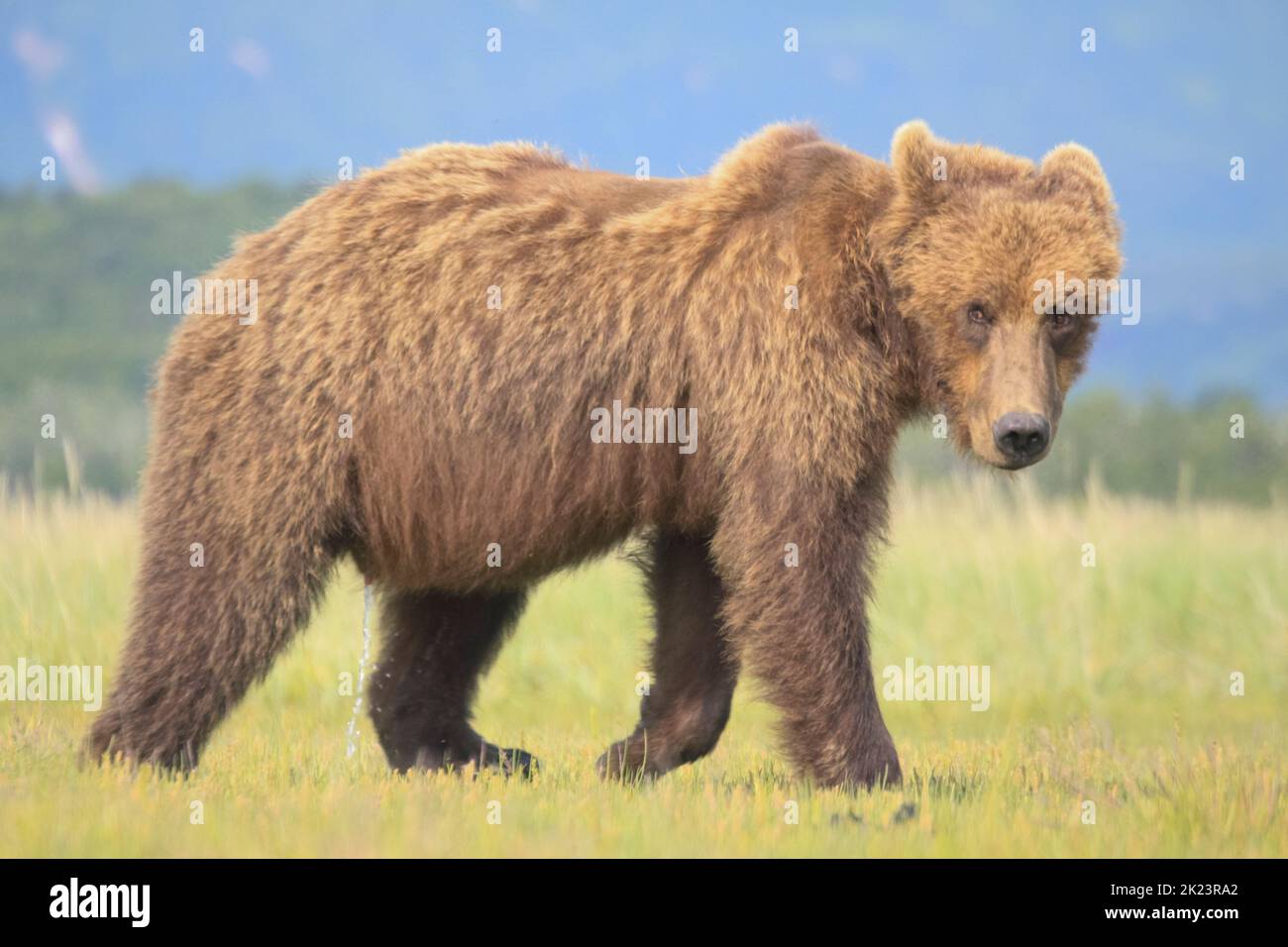 Grizzly Bear alias Brown Bear (Ursus arctos) posiert im entlegen Katmai National Park Geführte Wildnisbären beim Betrachten im Katmai National Park, Alaska. Braun Stockfoto