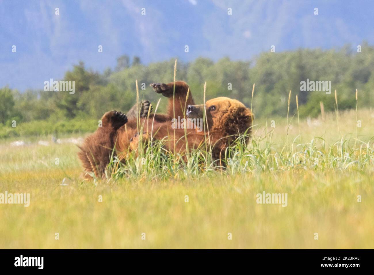 Grizzly Bear alias Brown Bear (Ursus arctos) posiert im entlegen Katmai National Park Geführte Wildnisbären beim Betrachten im Katmai National Park, Alaska. Braun Stockfoto