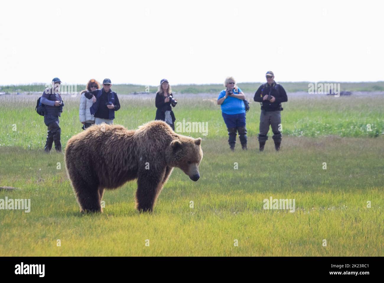 Grizzly Bear alias Brown Bear (Ursus arctos) posiert im entlegen Katmai National Park Geführte Wildnisbären beim Betrachten im Katmai National Park, Alaska. Braun Stockfoto