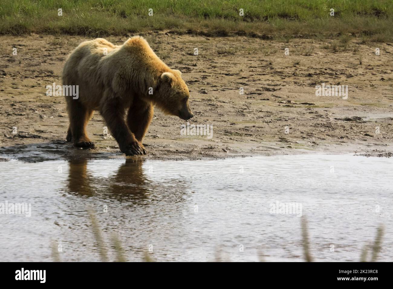 Juveniler Grizzly-Bär aka Brown Bear (Ursus arctos) spritzt im entlegenem Katmai National Park ins Wasser Geführte Wildnisbären-Betrachtung im Katmai National Stockfoto