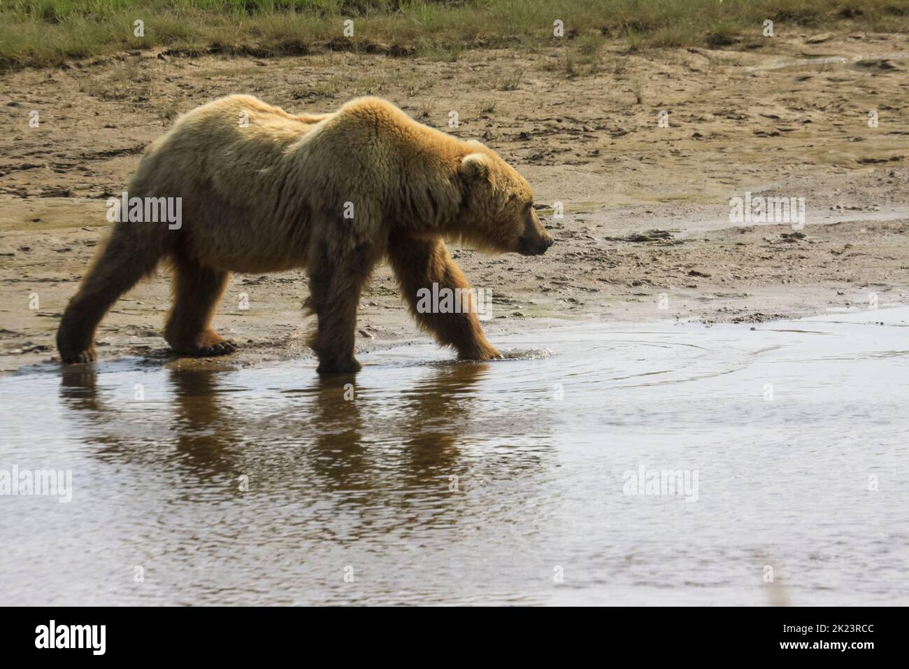Juveniler Grizzly-Bär aka Brown Bear (Ursus arctos) spritzt im entlegenem Katmai National Park ins Wasser Geführte Wildnisbären-Betrachtung im Katmai National Stockfoto