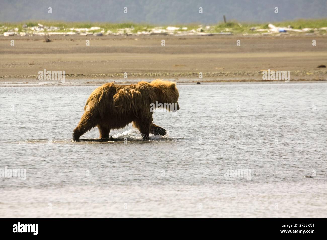Juveniler Grizzly-Bär aka Brown Bear (Ursus arctos) spritzt im entlegenem Katmai National Park ins Wasser Geführte Wildnisbären-Betrachtung im Katmai National Stockfoto