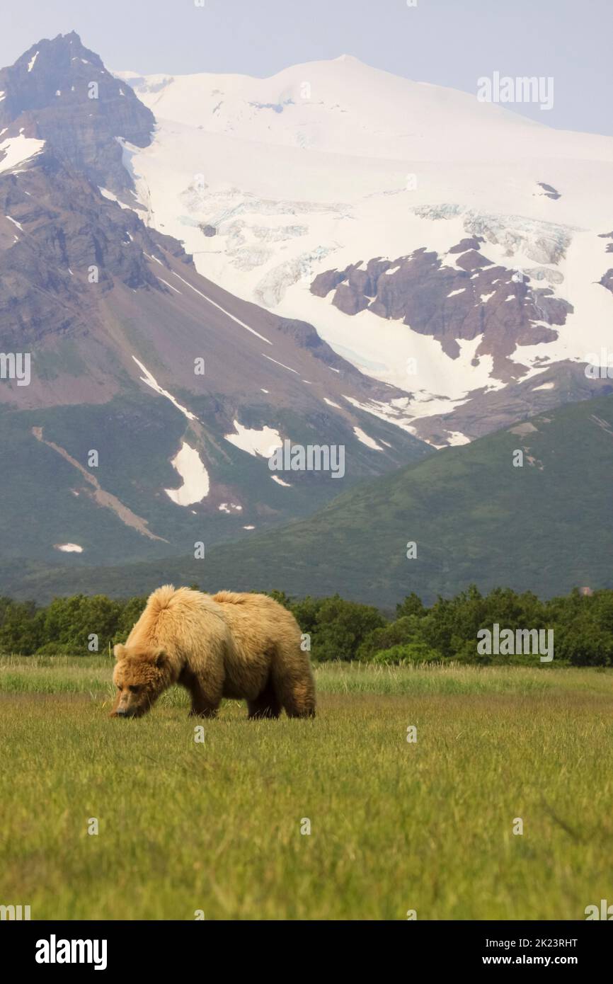 Grizzly Bear alias Brown Bear (Ursus arctos) posiert im entlegen Katmai National Park Geführte Wildnisbären beim Betrachten im Katmai National Park, Alaska. Braun Stockfoto