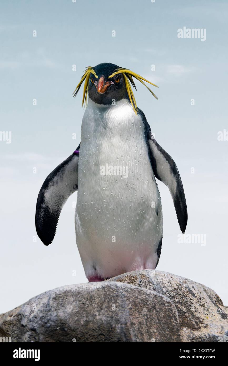 Nördlicher Rockhopper-Pinguin. Lustige Nahaufnahme Pinguin Porträt Stockfoto
