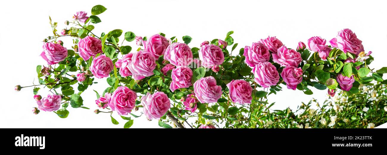 Rosafarbene Rosen isoliert auf weißem, panoramischen Boden Stockfoto