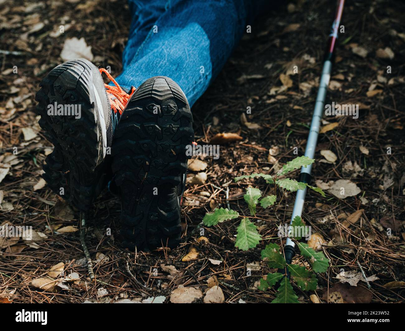 Erholung von Wanderungen im Wald Stockfoto
