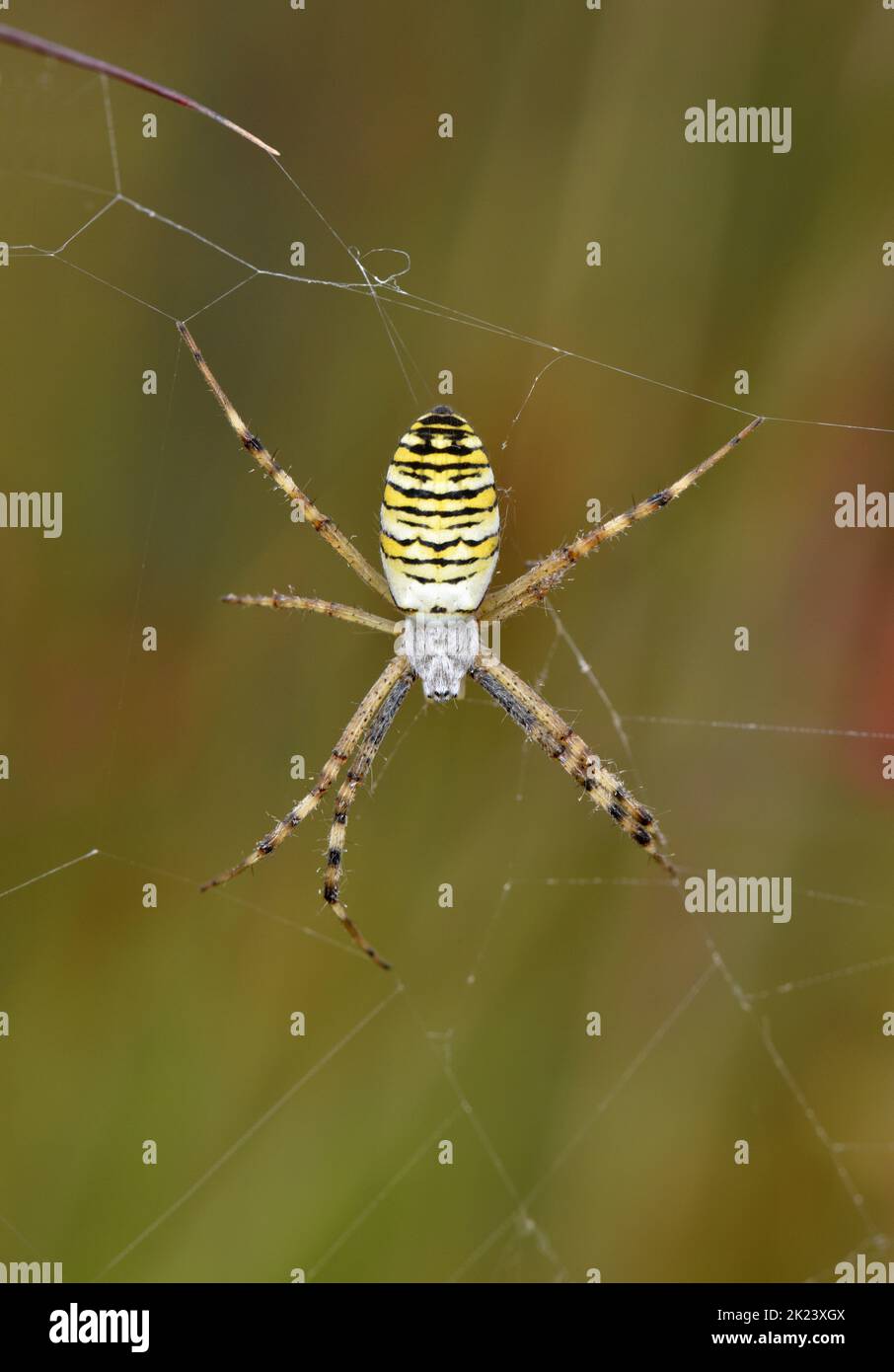 Wasp Spider - Argiope bruennichi Stockfoto