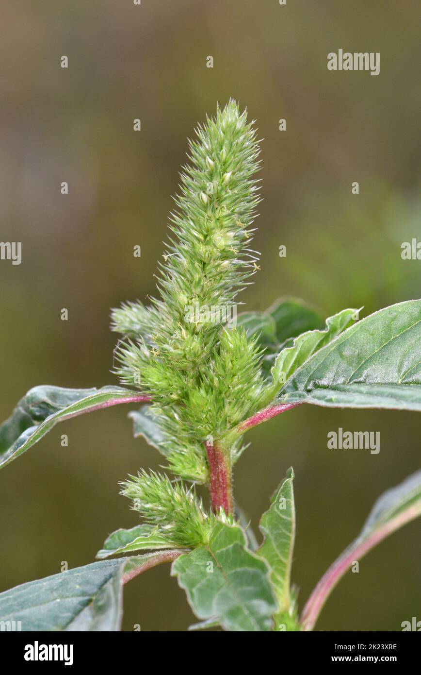 Amaranth - Amaranthus retroflexus Stockfoto
