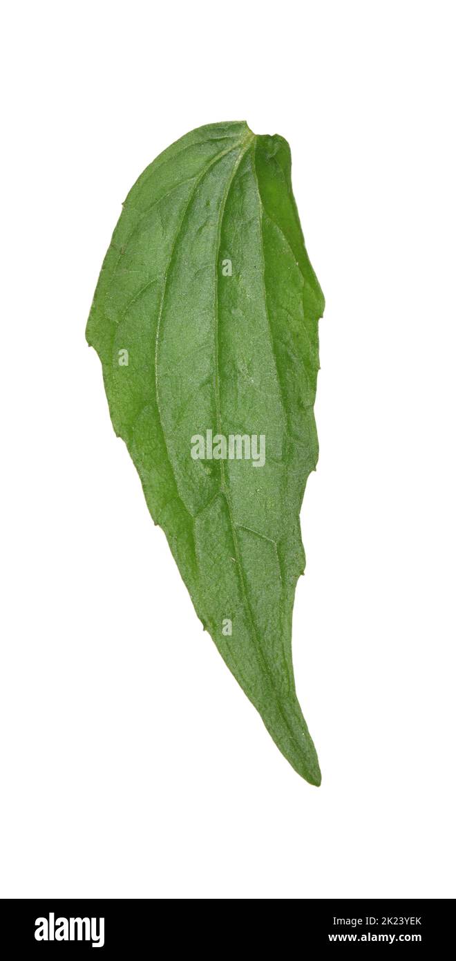 Gallant-Soldat - Gallinsoga parviflora Stockfoto