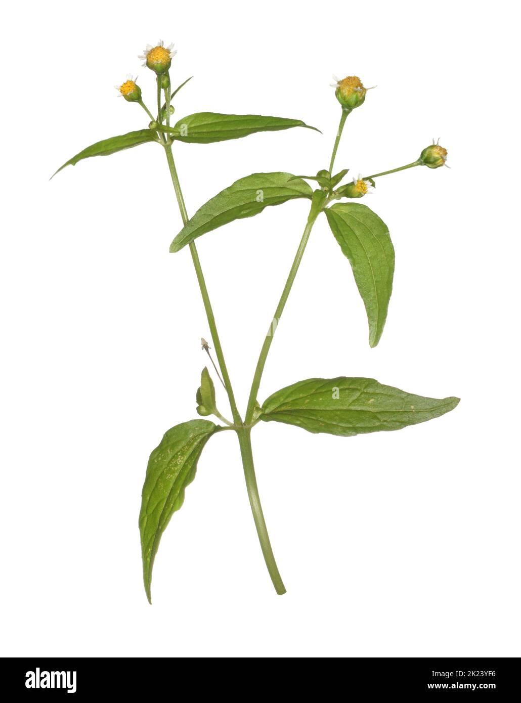 Gallant-Soldat - Gallinsoga parviflora Stockfoto