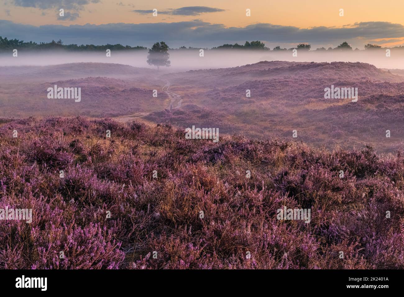 Ein nebliger Morgen bei Sonnenaufgang im August und die Heidekraut blüht in der Gasterse Duinen, in der Nähe des Dorfes Gasteren in der Provinz Drenthe, die Stockfoto