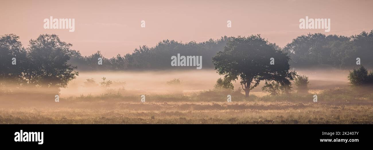 Ein breites Panoramabild von einem nebligen Morgen im August in der Gasterse Duinen, in der Nähe des Dorfes Gasteren in der Provinz Drenthe, Niederlande Stockfoto