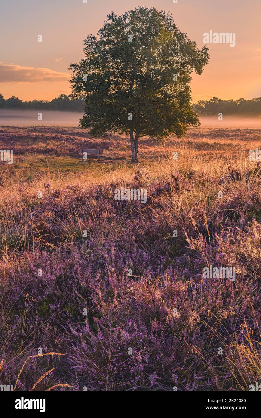Ein Morgen im August und die Heidekraut blüht in der Gasterse Duinen, in der Nähe des Dorfes Gasteren in der Provinz Drenthe, Niederlande. Der Stockfoto