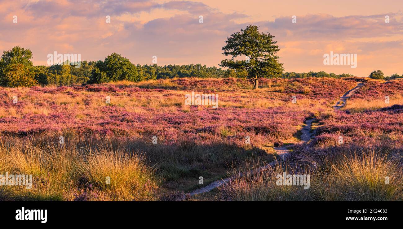 Ein Morgen im August und die Heidekraut blüht in der Gasterse Duinen, in der Nähe des Dorfes Gasteren in der Provinz Drenthe, Niederlande. Der Stockfoto