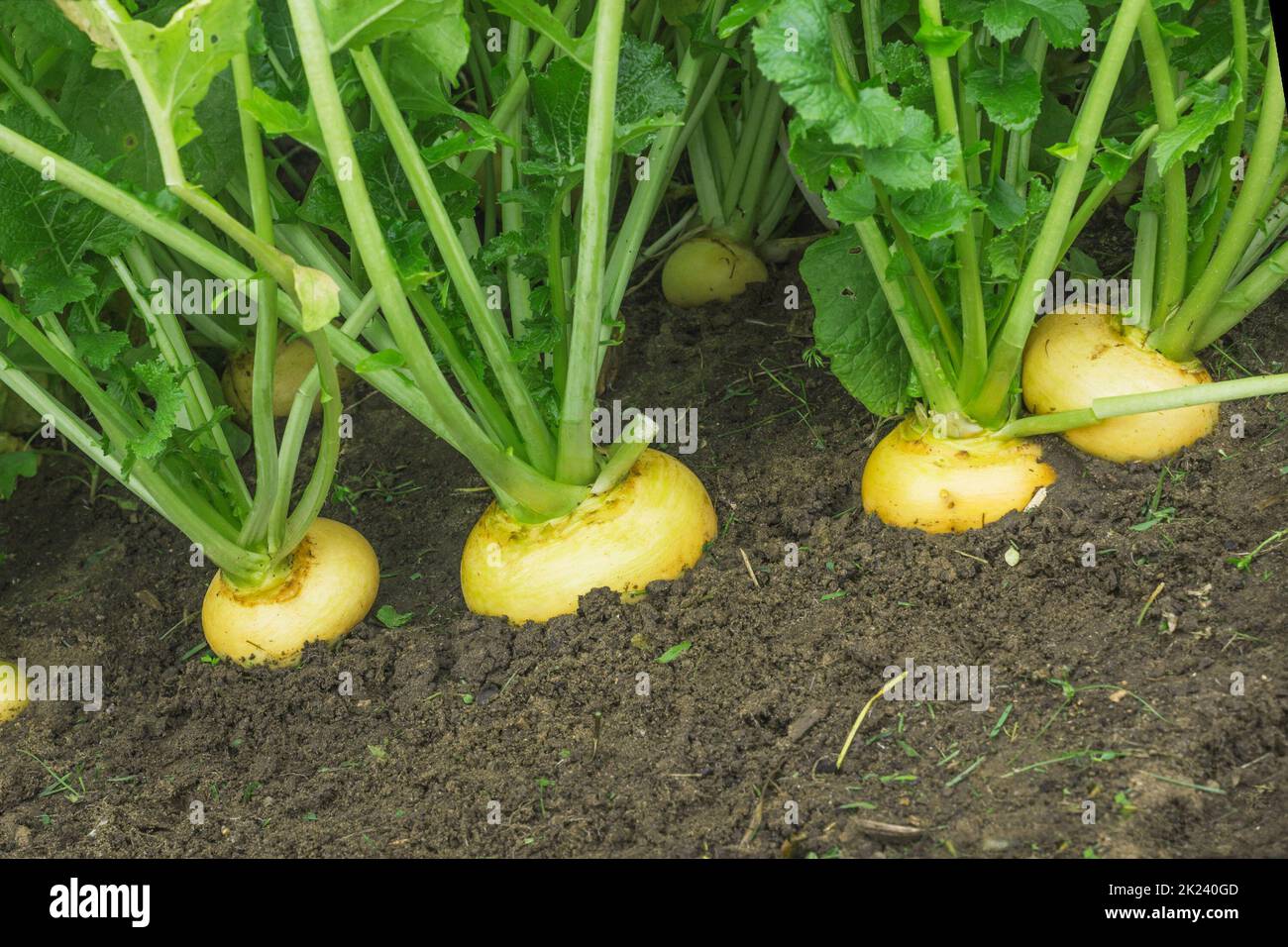Eine Reihe von Rüben in einem Gartenbett im September aus der Nähe Stockfoto