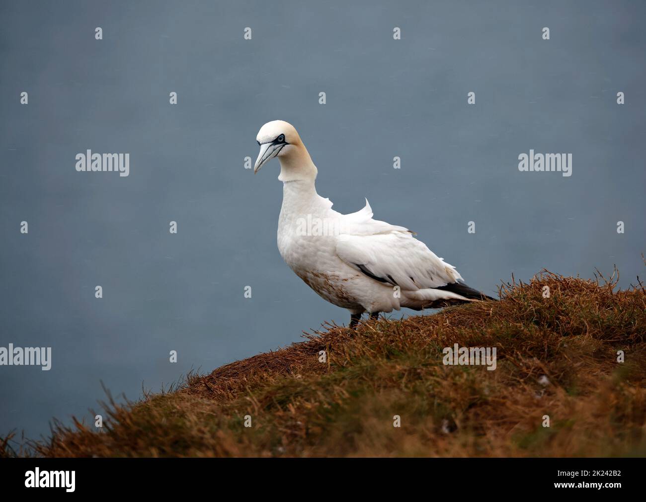 Nordtölpel im Flug über die Klippen Stockfoto