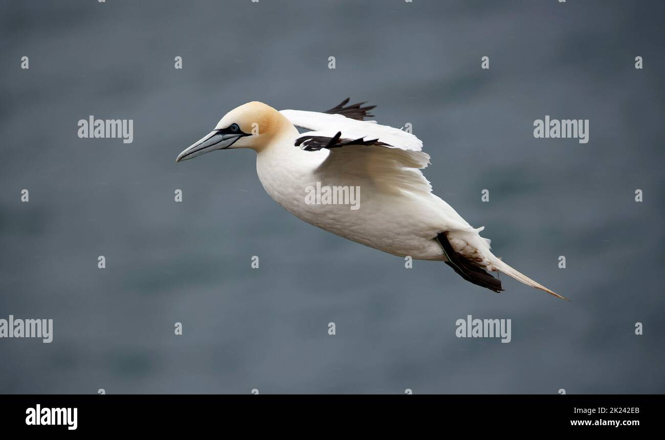 Nordtölpel im Flug über die Klippen Stockfoto