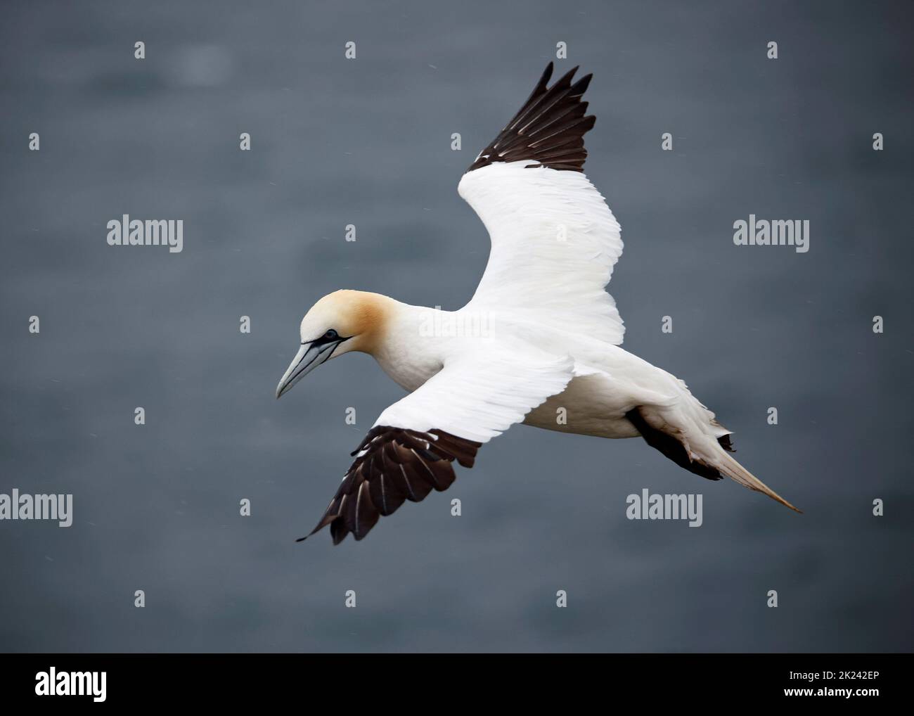 Nordtölpel im Flug über die Klippen Stockfoto