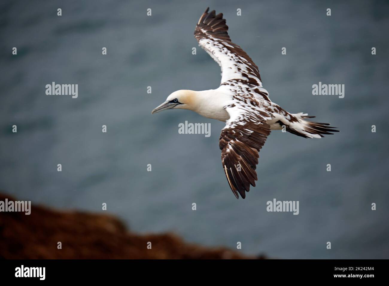 Nordtölpel im Flug über die Klippen Stockfoto