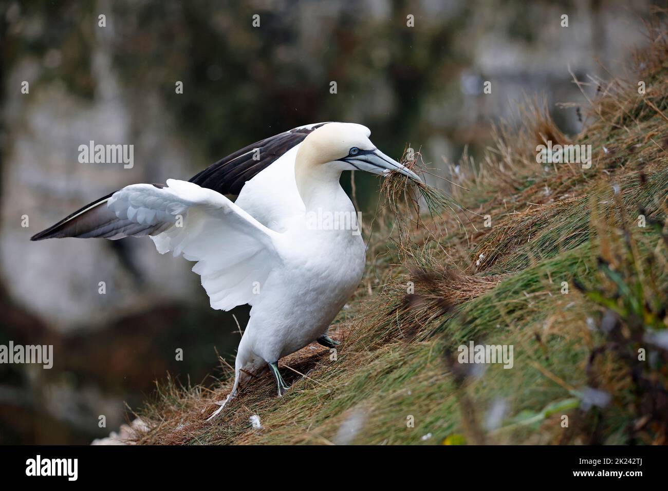 Nordtölpel im Flug über die Klippen Stockfoto
