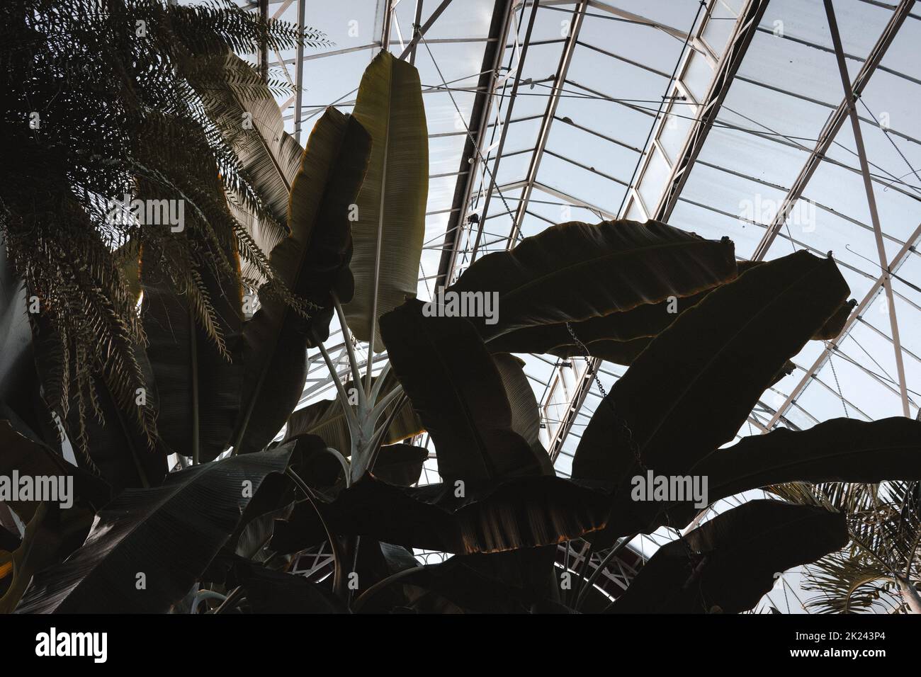 Zimmerpflanzen mit großen Blättern Stockfoto