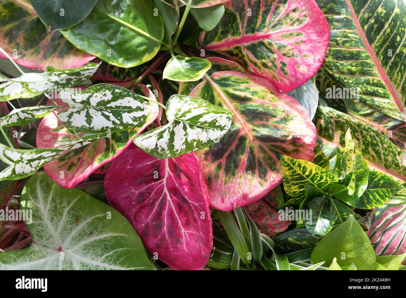 Aglaonema dona carmen zierpflanze Fotos und Bildmaterial in hoher