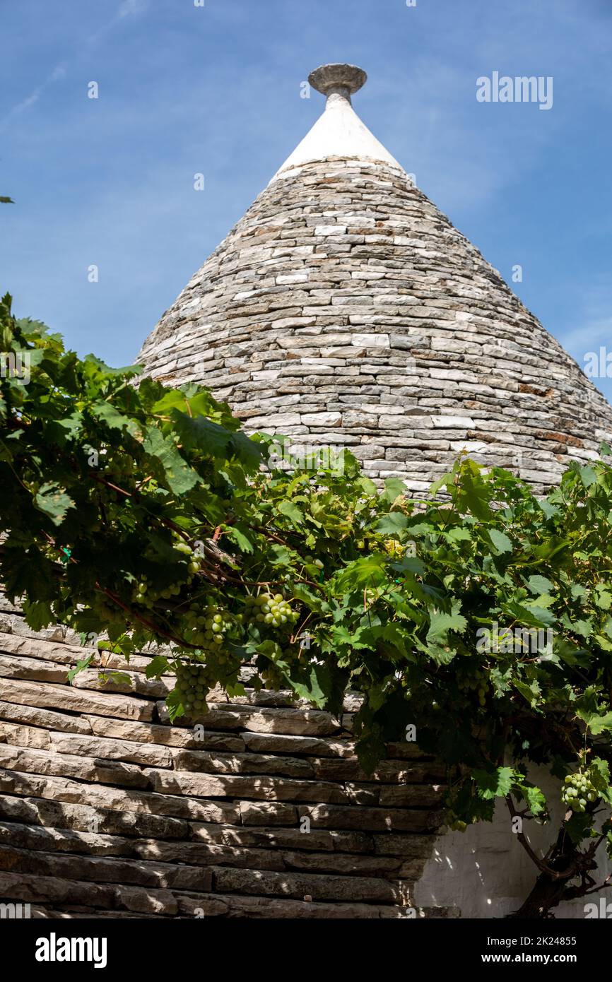 Weinreben auf dem Stein Dach von Trulli in Alberobello, Italien. Der Baustil ist spezifisch für die murge Bereich der italienischen Region ein Stockfoto