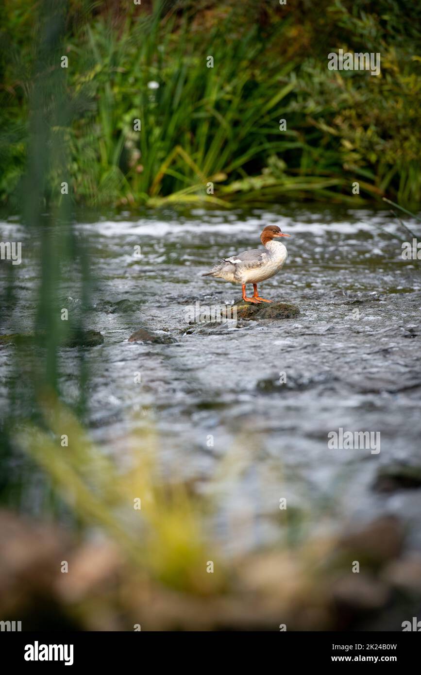 Eine Ente, die auf einem Felsen in einem Fluss steht Stockfoto