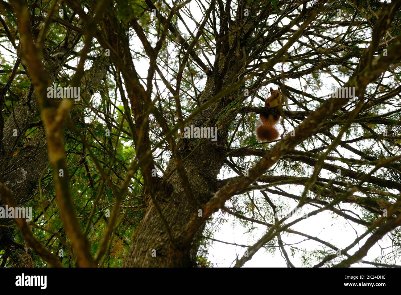 Eichhörnchen auf dem Baum. Hochwertige Fotos, selektiver Fokus. Stockfoto