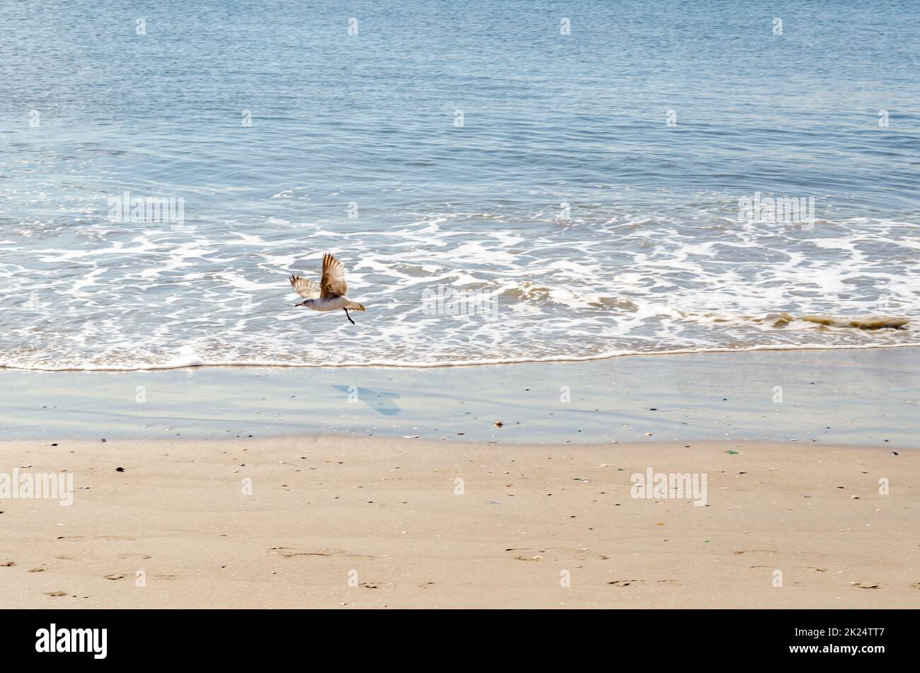Möwe, die an sonnigem Wintertag mit Coney Island, Brooklyn Ocean und Beach, New York City vorbeifährt, horizontal Stockfoto